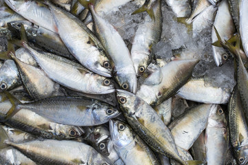 Mackerel Fish