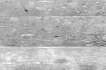 Surface of the tree in nature