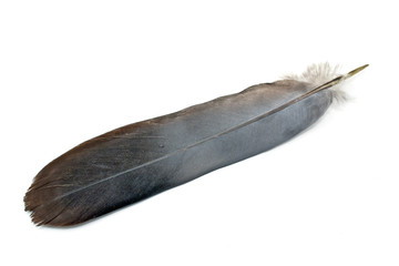 Fototapeta na wymiar Black feather isolated on white