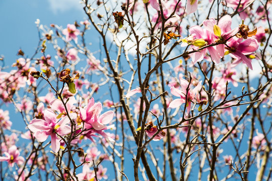 Sunny Japanese Magnolias