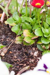Rindenmulch