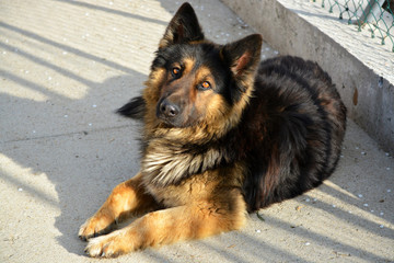 mirada de perro labrador