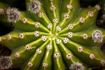 Close up of globe shaped cactus with long thorns