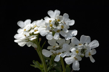 Obraz premium Bittere, Schleifenblume; Iberis;