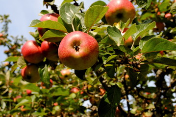 alter apfelbaum