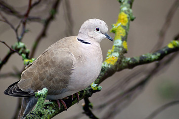turtledove