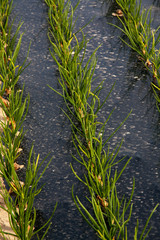 Plantation d'échalotes dans un champ