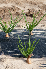 Fototapeta premium Plantation d'échalotes dans un champ