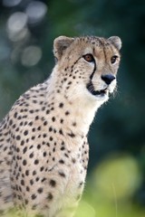 Naklejka na ściany i meble Cheetah Portrait