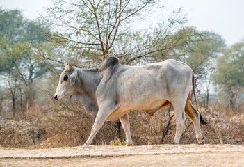 Bull striding on a road