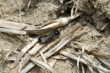 Wildbiene; Loecherbienen;