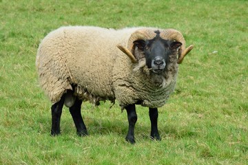 Ram standing in field