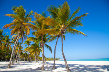 Fototapeta premium Caribbean sea and palms