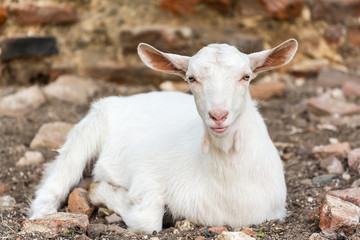 Domestic White Young Goat Close Up