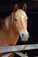 Portrait of chesnut horse