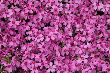 Rosa Blütenmeer