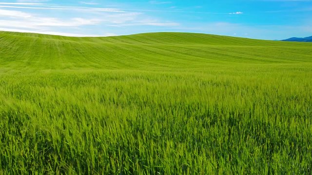 Pradera verde