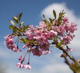 Kirschblüten unter blauem Himmel