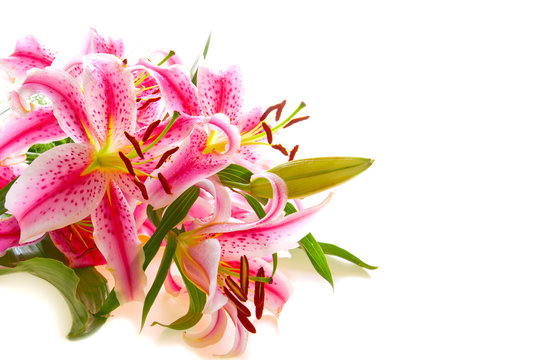 Fototapeta Pink lily isolated. 