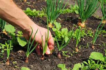 Unkraut jaeten - pull up weeds 03