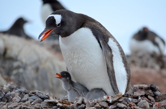 Pinguine 5