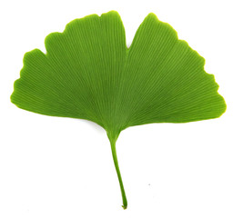Obraz premium green ginkgo biloba isolated on white background