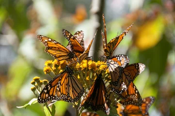 Fototapeten Monarch Butterfly Biosphere Reserve, Michoacan (Mexico) © Noradoa