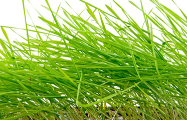 green grass isolated