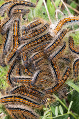 Young caterpillars