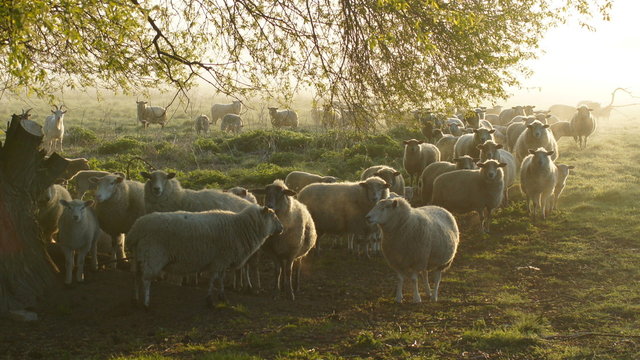 schafherde