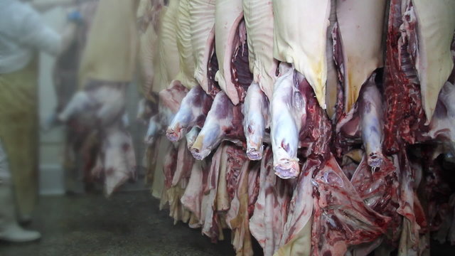 Butcher working in the slaughterhouse