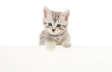 Kitten with blank