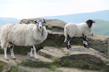Naklejka premium Two Horned Sheep Standing on a Mountain Top.