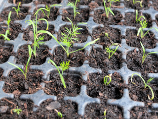 Fenchel setzlinge © focus finder