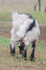 A portret of funny black-white goat kid © parovysh