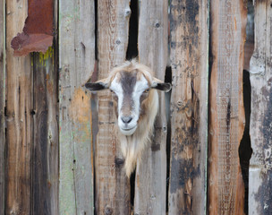 Bearded goat looking through a wooden fence boards