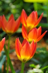 Wildtulpe - wild tulip 12