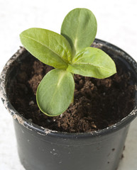 Sonnenblumenpflanze