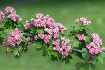 Weissdorn; pauls, Scarlet,