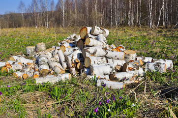 Pile of a birch firewood.