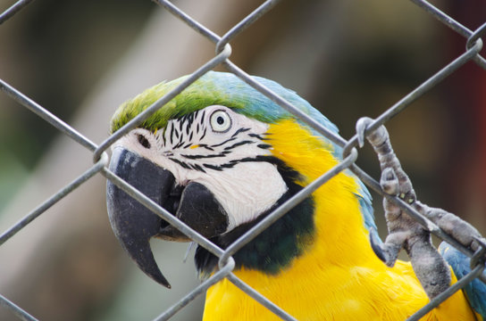 Arara