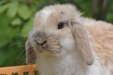 Fototapeta premium Henry der Schöne