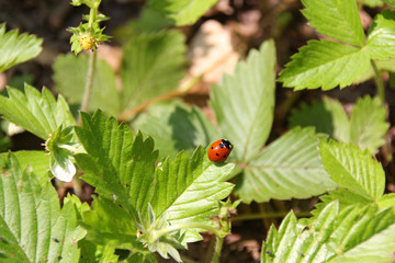 Marienkäfer in Österreich