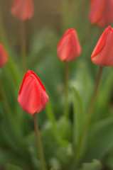 Soft red tulip