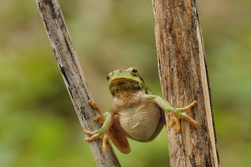 The European tree frog