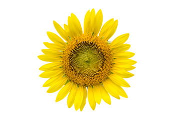 Fototapeta premium a sunflower isolated
