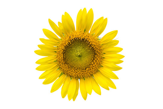 a sunflower isolated