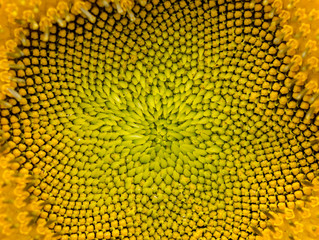 close-up of sunflower.