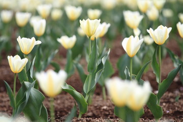 チューリップ　(白)