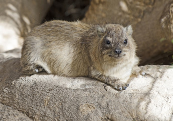 Rock hyrax